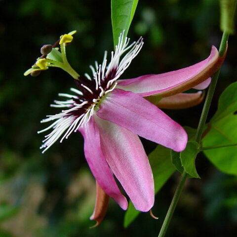Passiflora "Victoria" (Maracuja o Frutto della Passione) [Vaso 15cm]