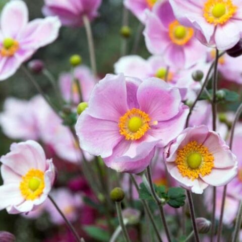 Anemone hupehensis "Alando Pink" [Vaso 14cm]