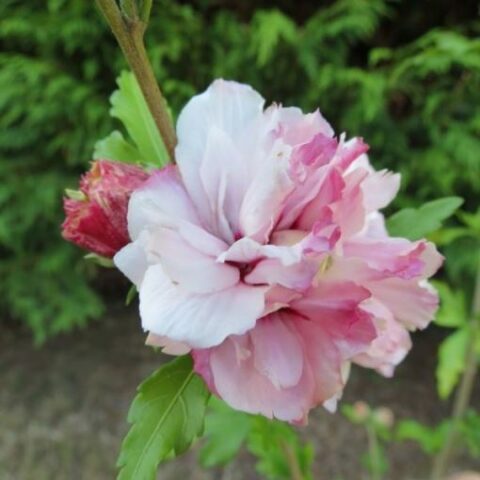 Hibiscus syriacus "French Cabaret Pastel" (Ibisco) [Vaso 18cm]