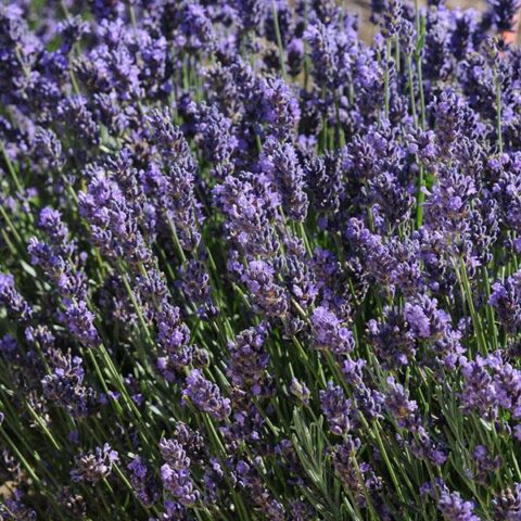 Lavandula angustifolia "Super Blue" (Lavanda) [Vaso 14cm]
