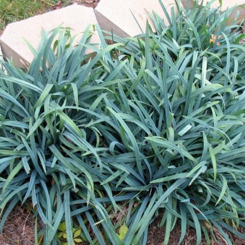 Carex laxiculmis "Bunny Blue" (Carice) [Vaso 17cm]