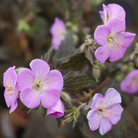 Geranium x hybridum "Elisabeth Ann" [Vaso 18cm]