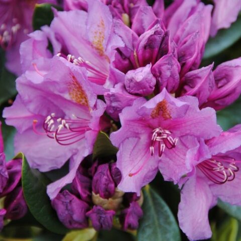 Rhododendron "Lee's Dark Purple" (Rododendro) [Vaso 23cm]