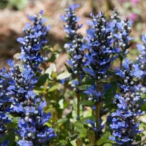 Ajuga x tenorii (Acaulis)