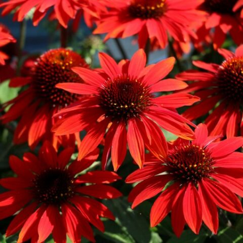 Echinacea purpurea "Sombrero" [Vaso 17cm]