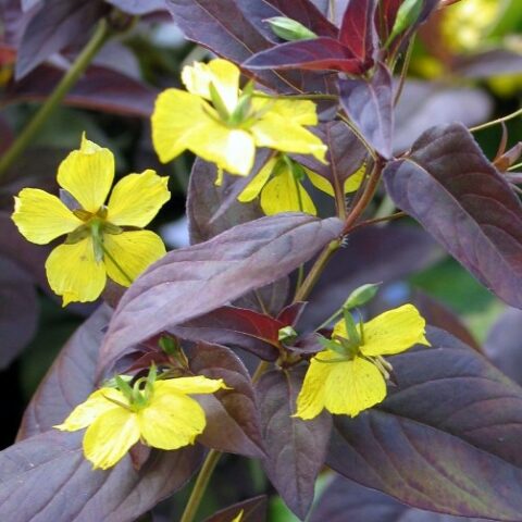 Lysimachia ciliata "Firecracker" [Vaso 18cm]