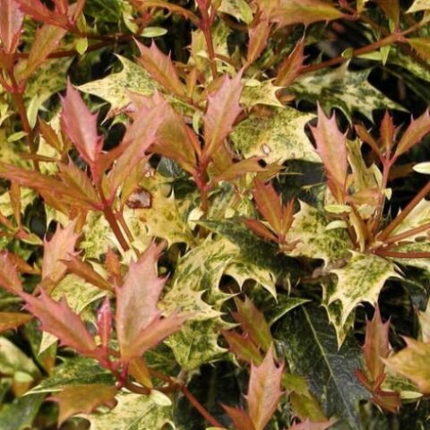 Osmanthus heterophyllus "Goshiki Tricolor" [Vaso 18cm]