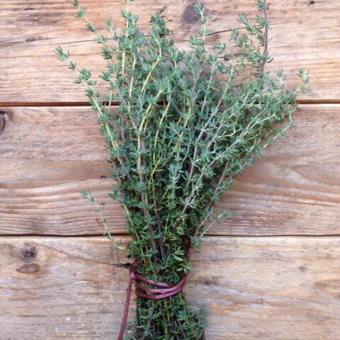 Thymus di Provenza (Timo) [Vaso 14cm]
