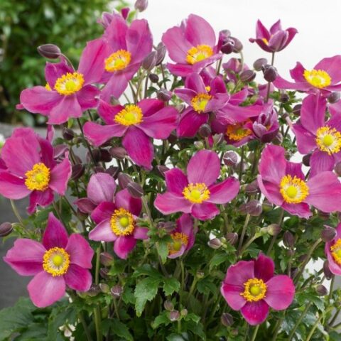 Anemone hupehensis "Alando Rose" [Vaso 14cm]