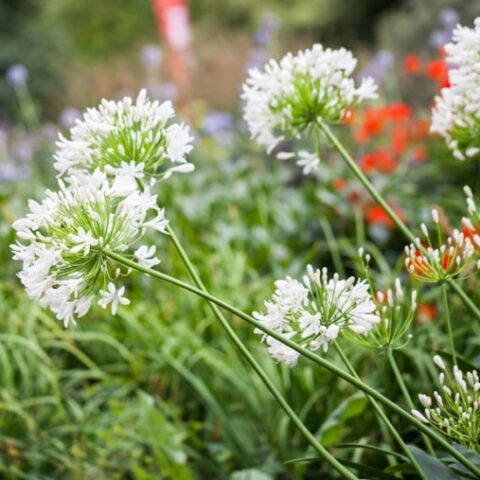 Agapanthus "Amourette White" (Agapanto) [Vaso 17cm]
