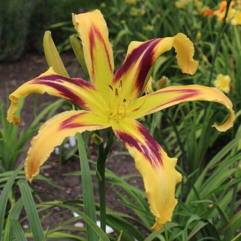 Hemerocallis "Free Wheeling" [Vaso 18cm]