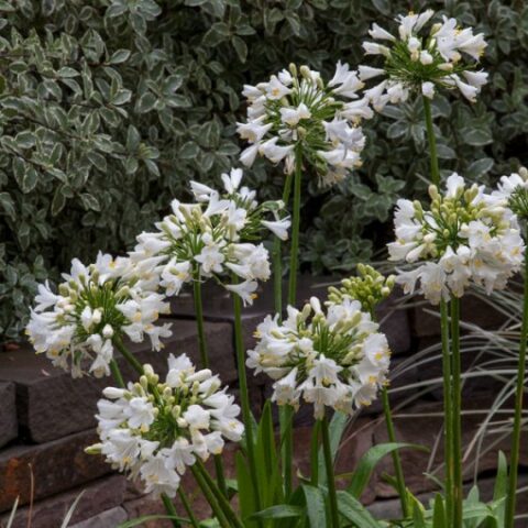 Agapanthus "Ever White" (Agapanto) [Vaso 19cm]