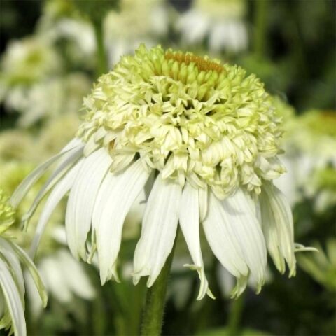 Echinacea purpurea "Papallo Semi-Double White" [Vaso 14cm]