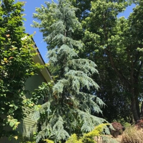 Cedrus deodara "Karl Fuchs" (Cedro) [H. 80-100 cm.]