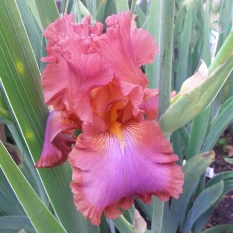 Iris barbata "Arabian Tapestry" (Giaggiolo) [Vaso 18cm]