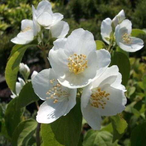 Philadelphus "Lemoinei Mrs. E.L. Robinson" (Filadelfo) [Vaso 18cm]