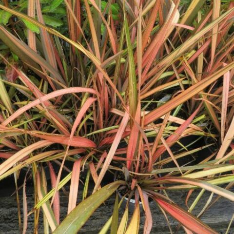 Phormium tenax "Apricot Queen" [Vaso 18cm]