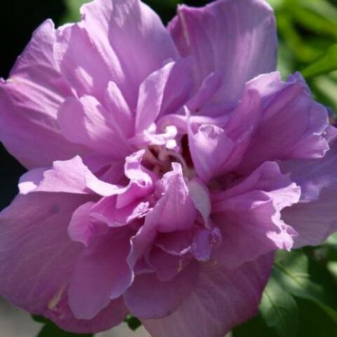 Hibiscus syriacus "French Cabaret Purple" (Ibisco) [Vaso 18cm]