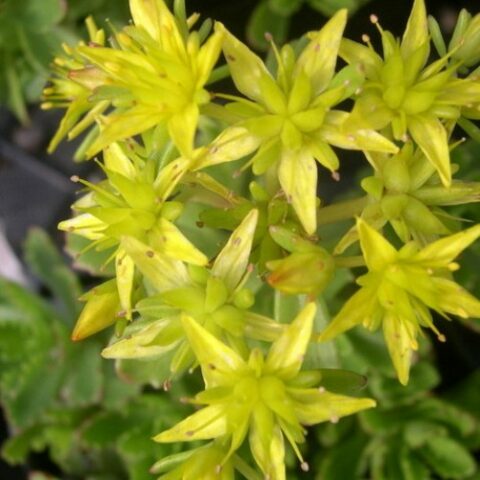 Sedum hybridum "Czar's Gold" [Vaso 10cm]