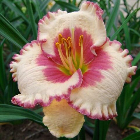Hemerocallis "Ageless Beauty" [Vaso 18cm]