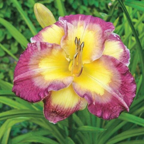 Hemerocallis "Cheese and Wine" [Vaso 18cm]