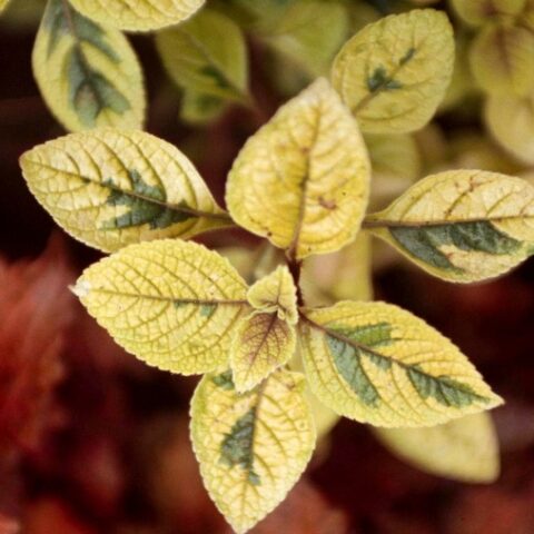 Plectranthus "Golden Beauty" (Pianta dell'incenso) [Vaso 12cm]