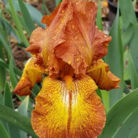 Iris barbata "Autumn Echo" (Giaggiolo) [Vaso 18cm]