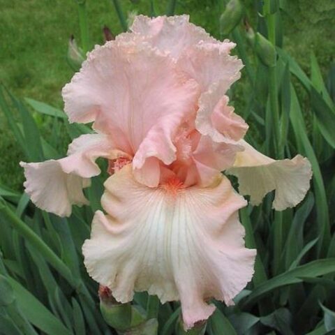 Iris barbata "Beverly Sills" (Giaggiolo) [Vaso 18cm]