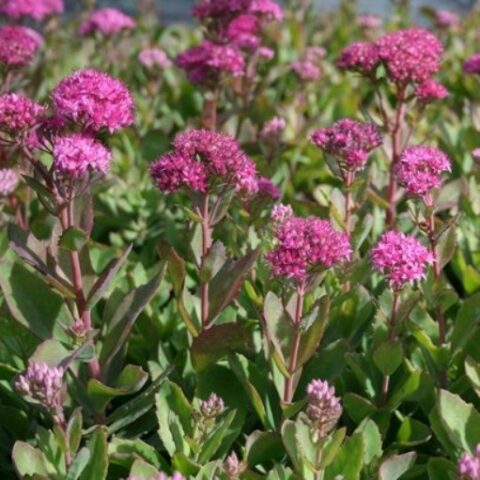 Sedum hybridum "Carl" [Vaso 10cm]