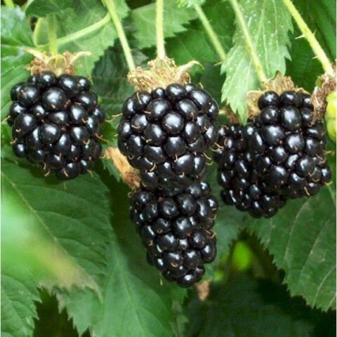 Mora "Hull Thornless" (Rubus fruticosus) [Vaso 1,5 Litri]