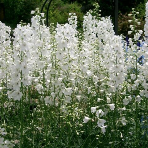 Delphinium pacific "Magic F. Reinwei" (Delfinio) [Vaso 10cm]