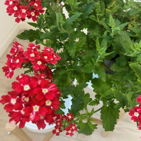 Verbena "Red" [Vaso 14cm]