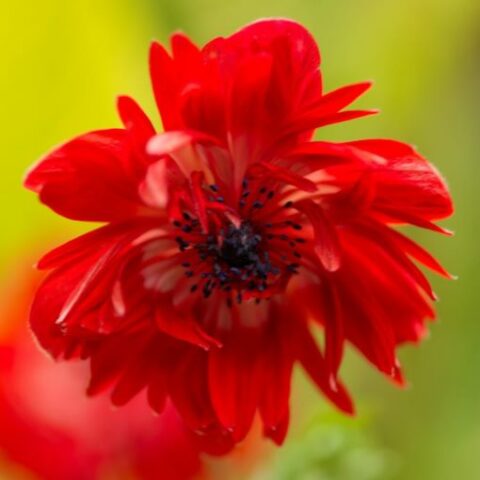 Anemone coronaria "Governor" [Vaso 18cm]