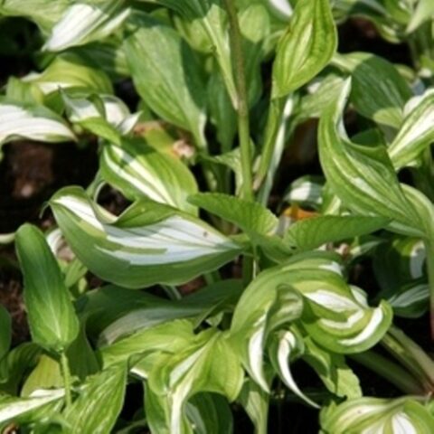 Hosta undulata "Mediovariegata" [Vaso 15cm]