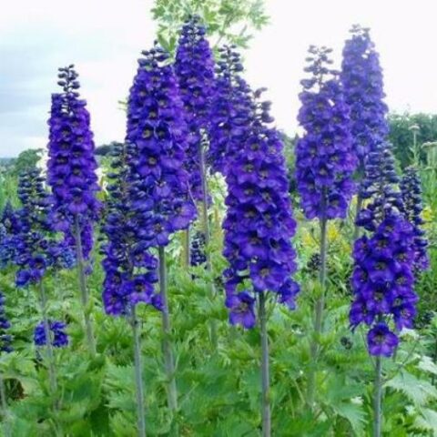 Delphinium pacific "Magic F. Blu Scuro-Nero" (Delfinio) [Vaso 10cm]