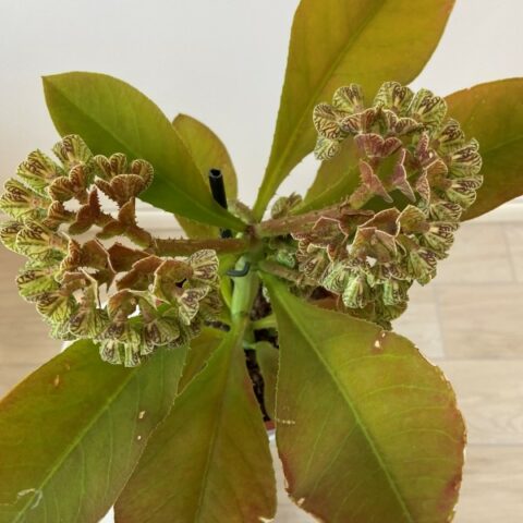 Euphorbia ritchiei "Monadenium" [Vaso 17cm | H. 40 cm.]