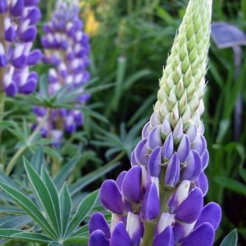 Lupinus polyphyllus "Blue Shades" (Lupino) [Vaso 15cm]