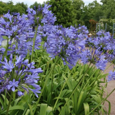 Agapanthus africanus "Blue Infinity" (Agapanto) [Vaso 18cm]
