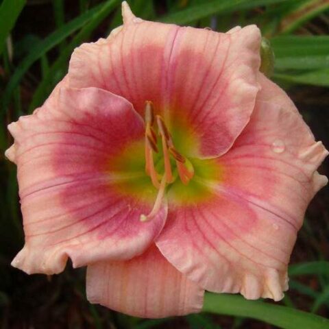 Hemerocallis "Janice Brown" [Vaso 18cm]