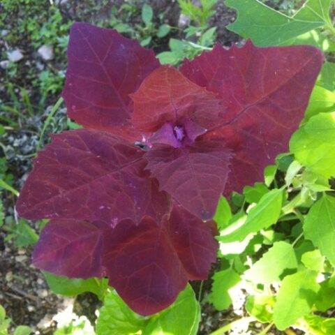 Bietolone rosso (Atriplex hortensis rubra) [Vaso 14cm]
