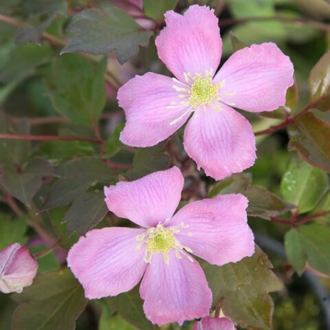 Clematis montana var. rubens (Clematide) [Vaso 15cm]