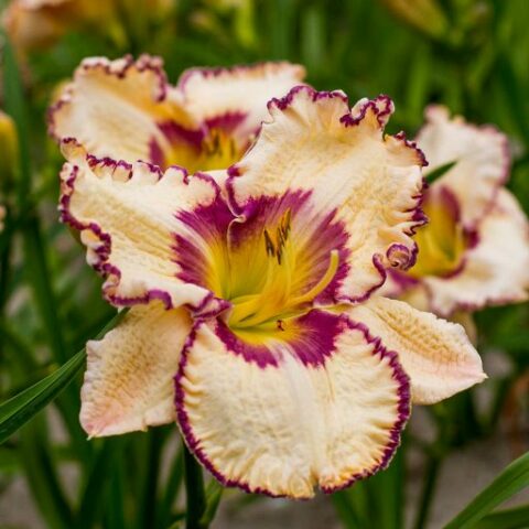 Hemerocallis "Antique Linen" [Vaso 18cm]