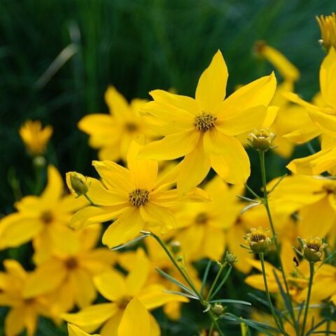 Coreopsis verticillata "Grandiflora" [Vaso 10cm]