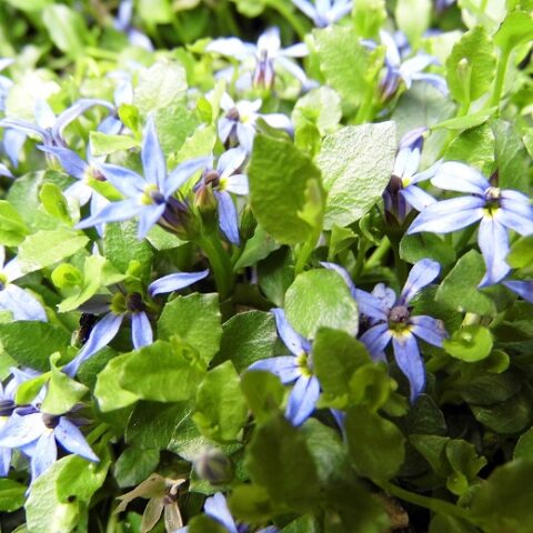Isotoma fluviatilis "Country Park" [Vaso 10cm]