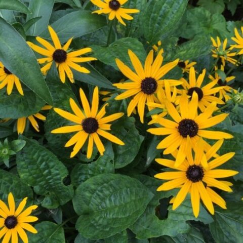 Rudbeckia fulgida var. sullivantii "Little Goldstar" [Vaso 15cm]