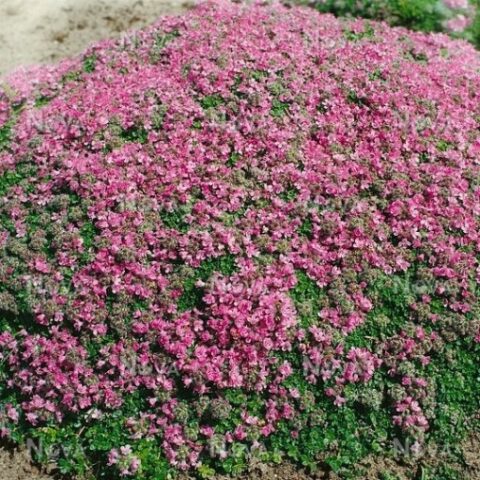 Thymus praecox "Minor" (Timo) [Vaso 10cm]