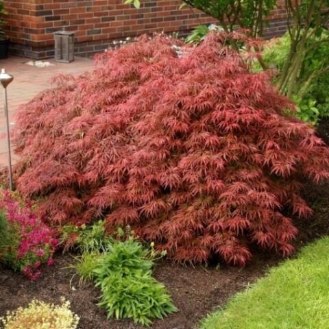 Acer palmatum "Dissectum Nigrum" (Acero "Ever Red") [H. 70-90 cm.]