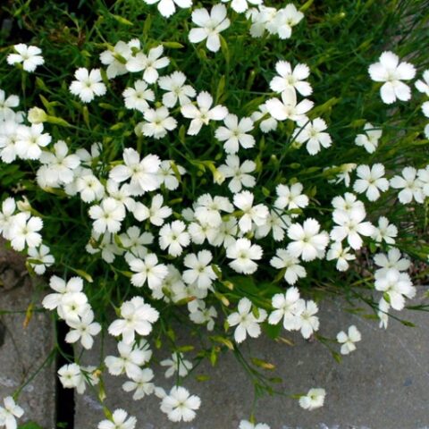 Dianthus deltoides "Albus" [Vaso 10cm]