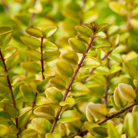 Lonicera nitida "Baggesen's Gold" [Vaso 15cm]