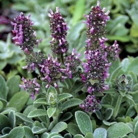 Stachys byzantina "Silky Fleece" [Vaso 10cm]